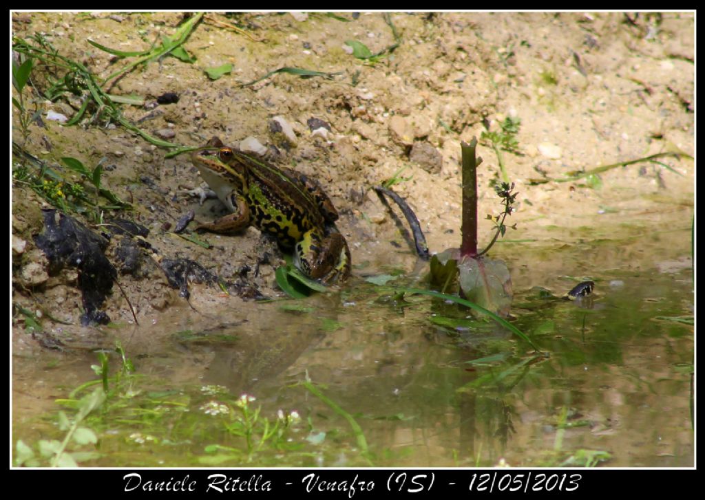 Natrix natrix helvetica - Venafro (IS)